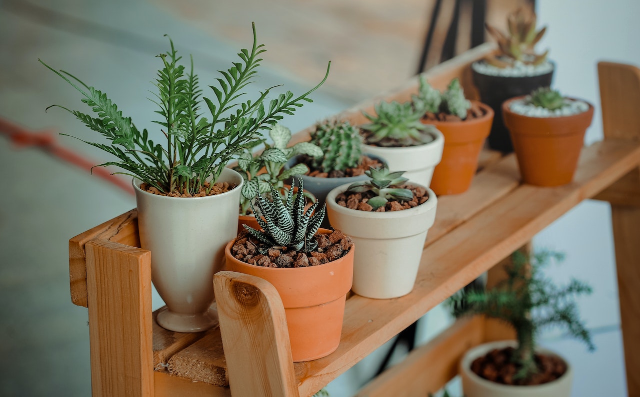 Rośliny idealne na balkon – piękno i świeżość na wyciągnięcie ręki