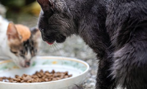 Superfood dla kota – jakie ma zalety?