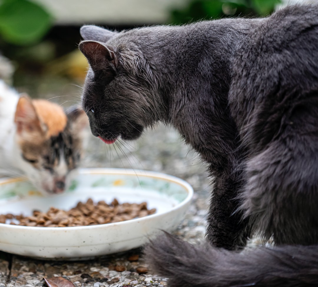 Superfood dla kota – jakie ma zalety?